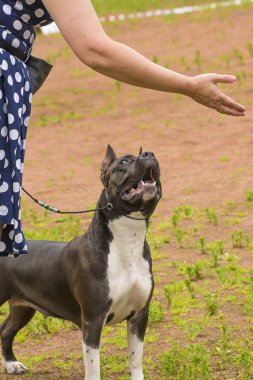 Dövüş köpek yakın çekim
