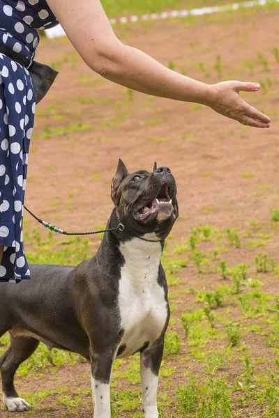 戦闘犬のクローズ アップ — ストック写真