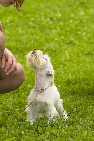 Küçük köpek yakın çekim