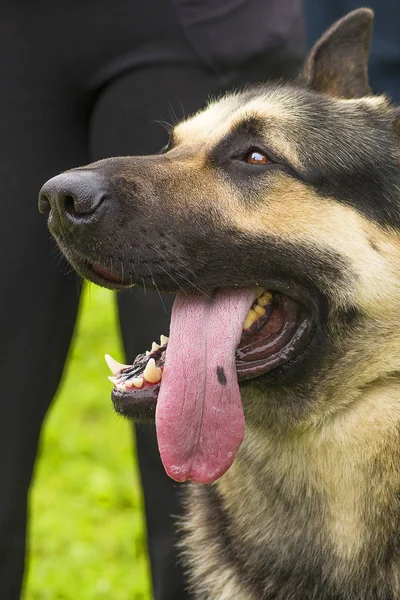 Alman çoban köpeği.