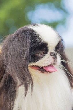 Küçük köpek yakın çekim