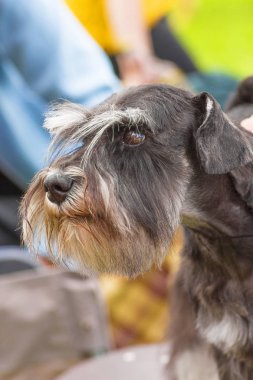 Schnauzer Orta yakın çekim
