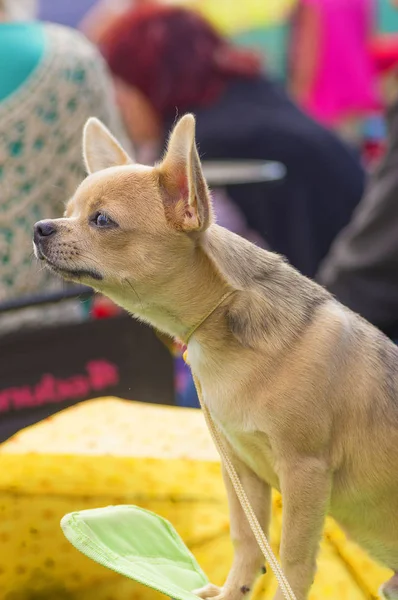 Σκυλί Chihuahua γκρο πλαν — Φωτογραφία Αρχείου