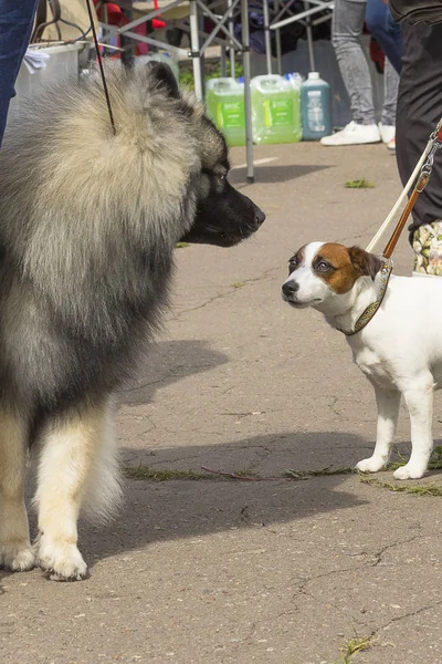 Perro pequeño primer plano — Foto de Stock