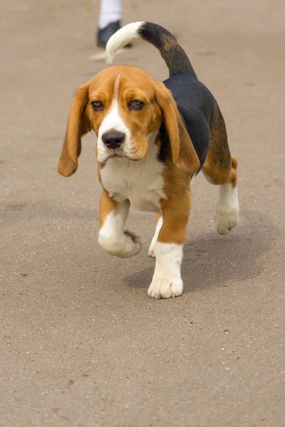 狩猎犬特写 — 图库照片