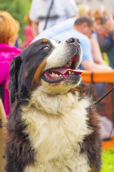 Büyük köpek yakın çekim