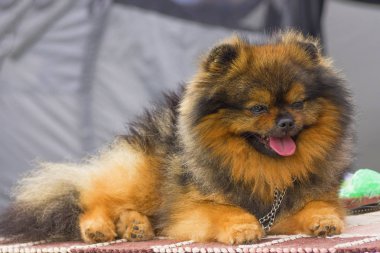 Köpek Spitz yakın çekim