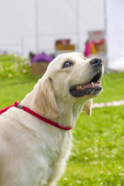 Golden Retriever yakın çekim