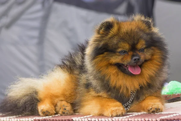 Köpek Spitz yakın çekim