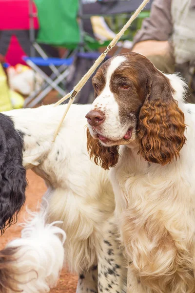 Amerikan Cocker Spaniyel