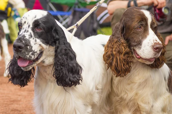 Amerikan Cocker Spaniyel