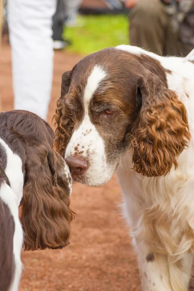 Amerikan Cocker Spaniyel