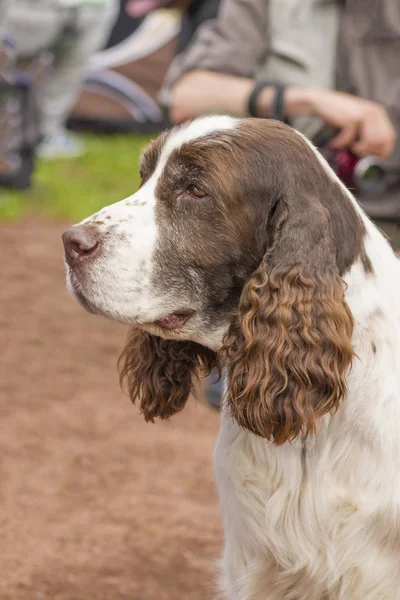 Amerikan Cocker Spaniyel