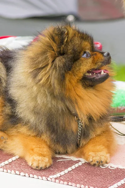 Köpek Spitz yakın çekim