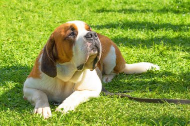Neapolitana Mastino yakın çekim