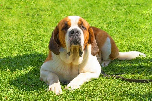 Big dog close-up