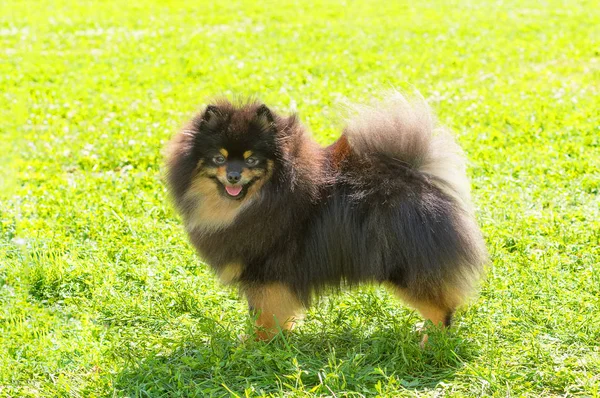 Hundespitz aus nächster Nähe — Stockfoto