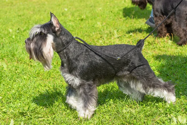 Schnauzer mittel close-up — Fotografia de Stock