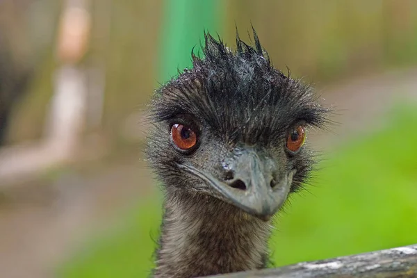 Australisk emu närbild — Stockfoto