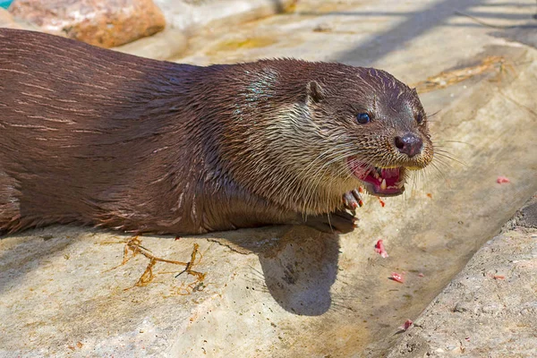 River otter Close-up — Stock Photo, Image