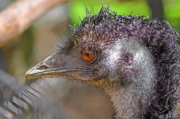 Australisk emu närbild — Stockfoto