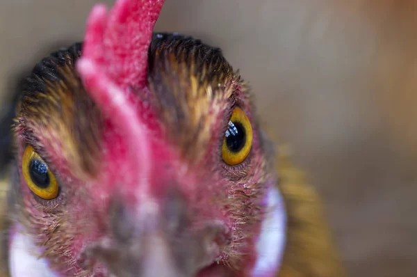 Einheimische Hühner in Großaufnahme — Stockfoto
