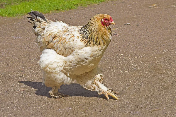 Inhemska kyckling närbild — Stockfoto
