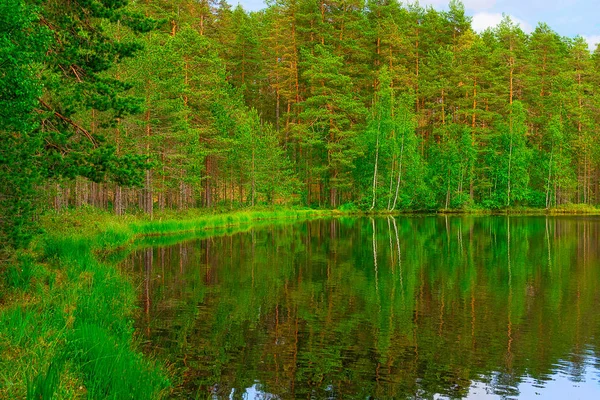 Táj-tó és az erdő — Stock Fotó