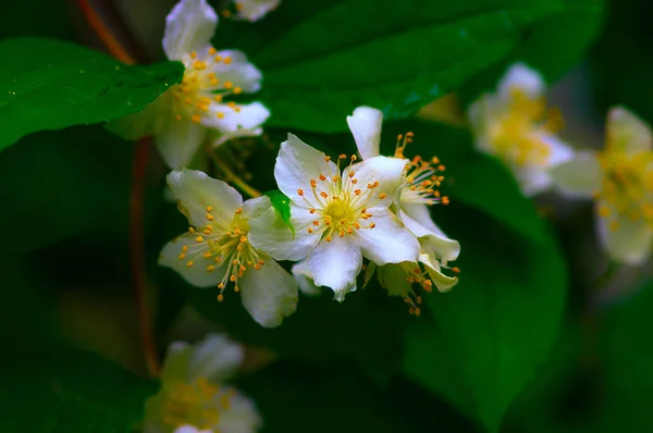 Flores blancas Jazmín —  Fotos de Stock