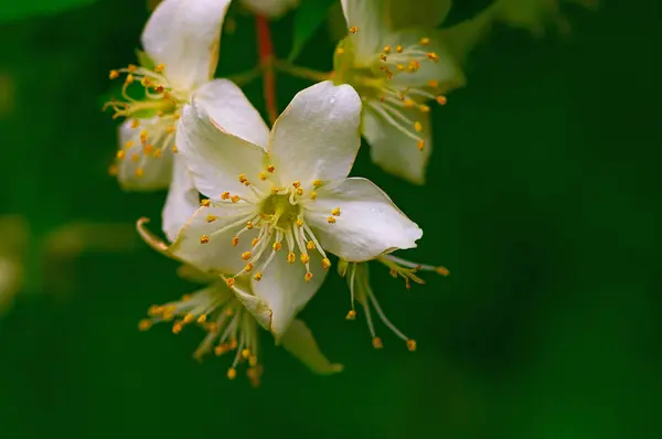 Weiße Blüten Jasmin — Stockfoto