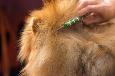 Saç kesimi köpekler profesyonel master