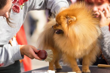 Saç kesimi köpekler profesyonel master