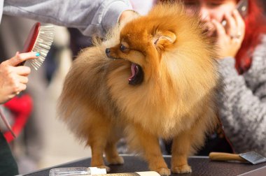 Saç kesimi köpekler profesyonel master