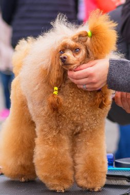 Saç kesimi köpekler profesyonel master