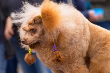 Köpek fino köpeği yakın çekim