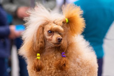 Köpek fino köpeği yakın çekim