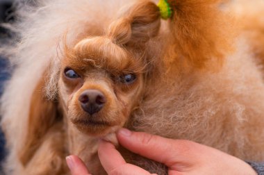 Pitbull köpek yakın çekim