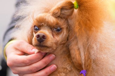 Köpek fino köpeği yakın çekim