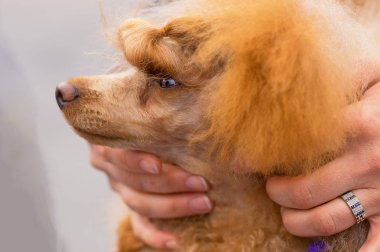 Saç kesimi köpekler profesyonel master