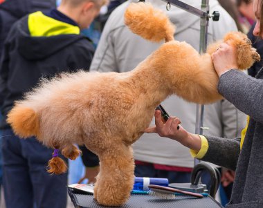 Saç kesimi köpekler profesyonel master