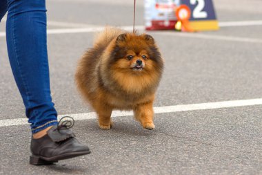 Köpek Spitz yakın çekim