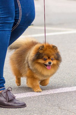 Köpek Spitz yakın çekim