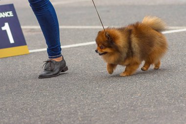 Küçük köpek yakın çekim
