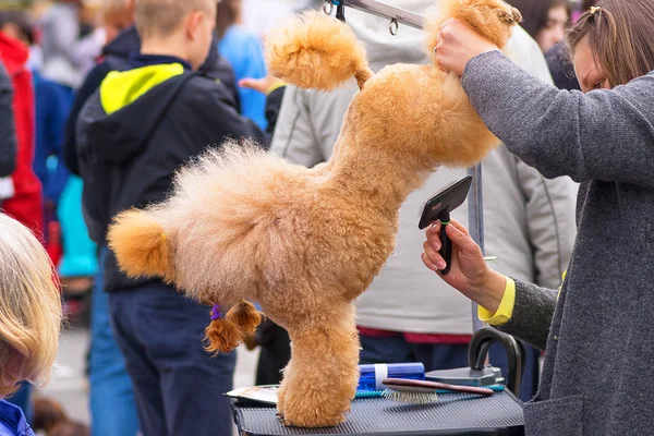 Saç kesimi köpekler profesyonel master