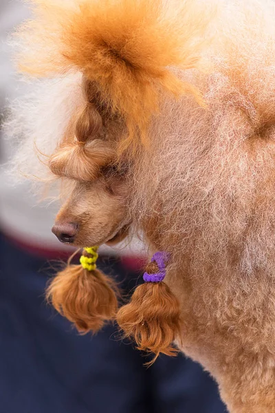 Köpek fino köpeği yakın çekim