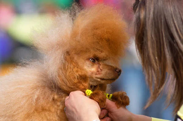 Corte de cabelo cães mestre profissional — Fotografia de Stock
