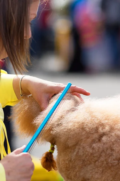 Saç kesimi köpekler profesyonel master