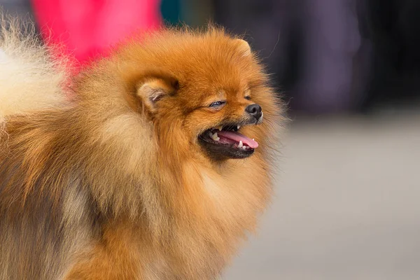 Dog Spitz Close-up — Stock Photo, Image