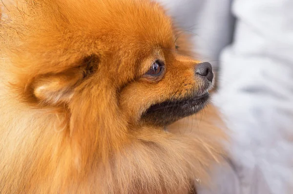 Köpek Spitz yakın çekim