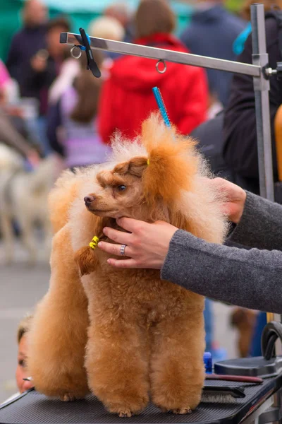 Saç kesimi köpekler profesyonel master — Stok fotoğraf